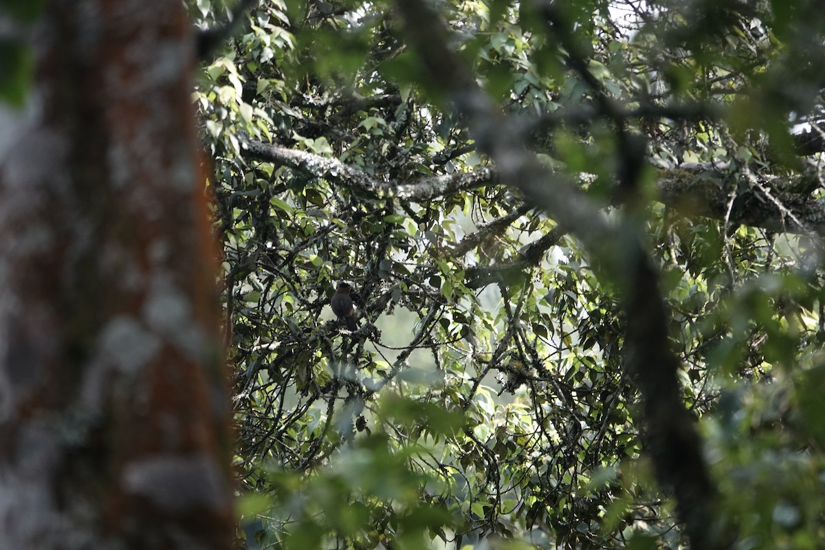 Red-collared Mountain-Babbler - ML646842925