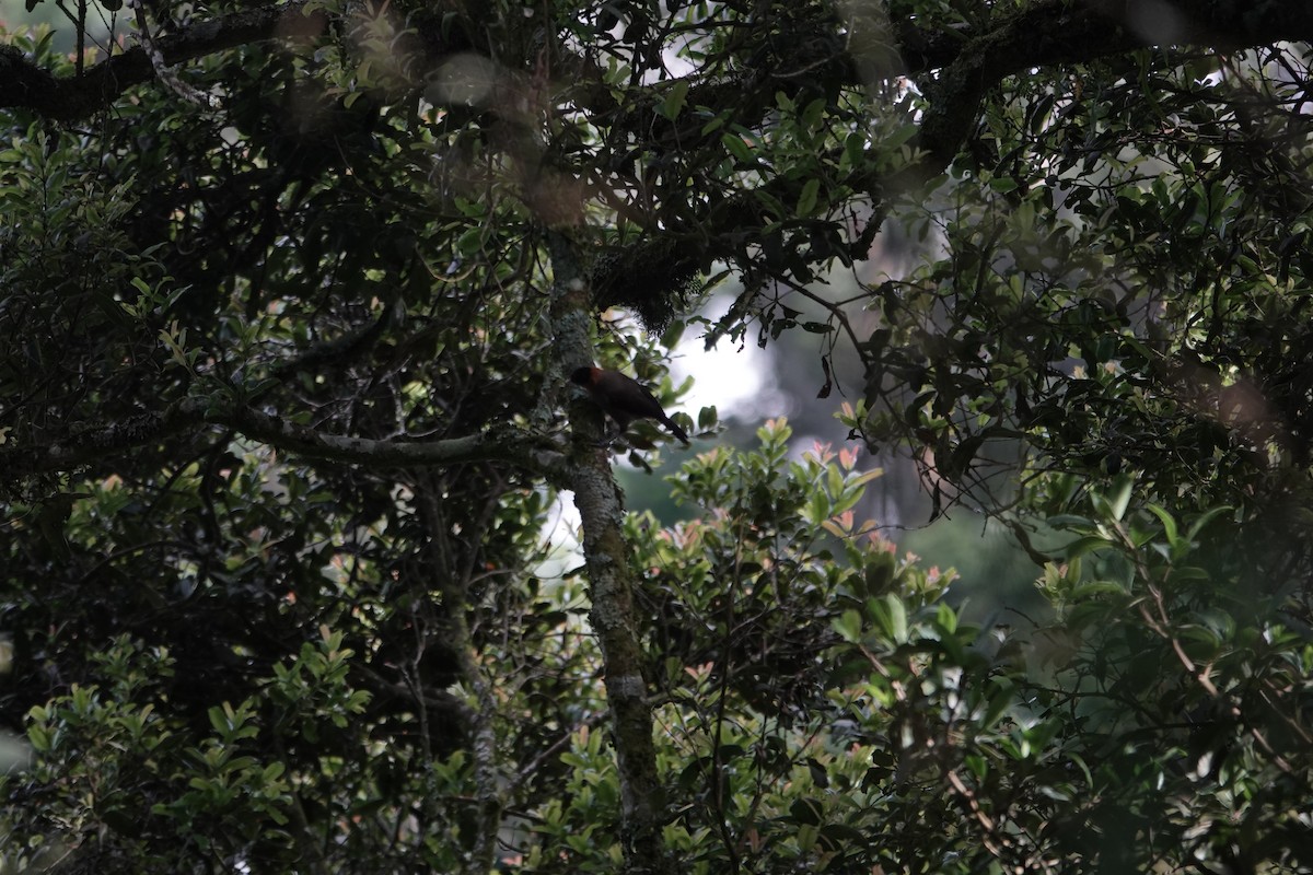 Red-collared Mountain-Babbler - ML646842926