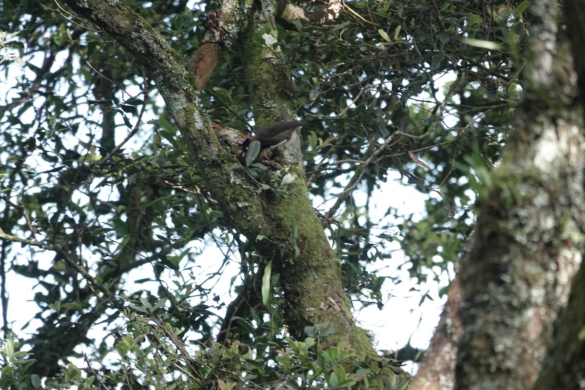 Red-collared Mountain-Babbler - ML646842927