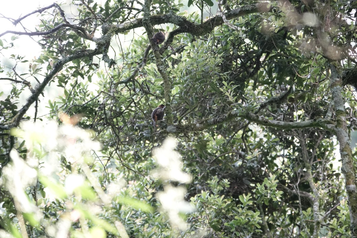 Red-collared Mountain-Babbler - ML646842928