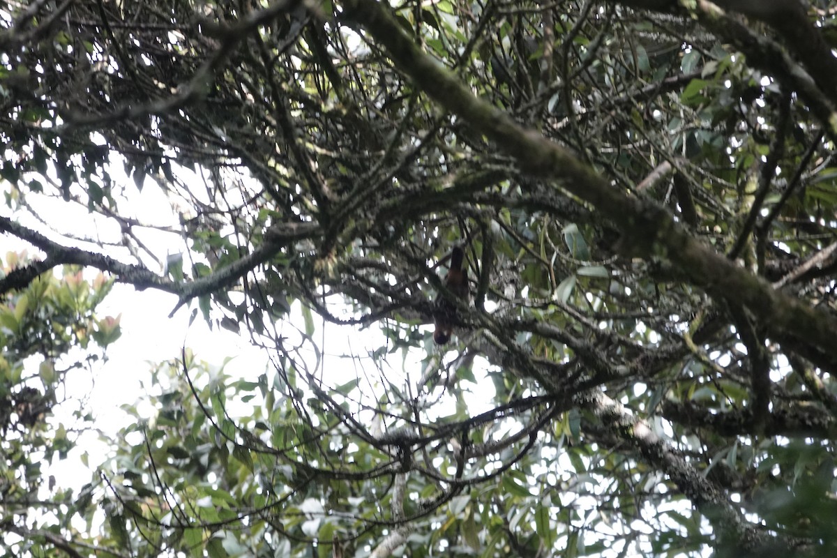 Red-collared Mountain-Babbler - ML646842929