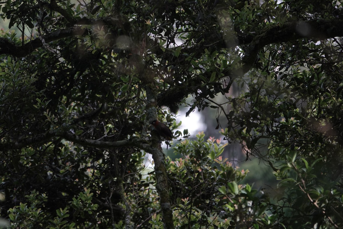 Red-collared Mountain-Babbler - ML646842930