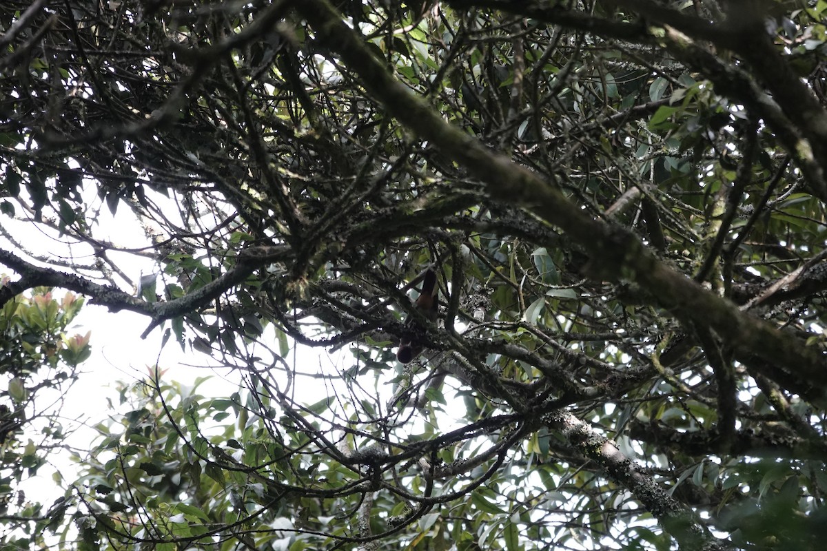 Red-collared Mountain-Babbler - ML646842931