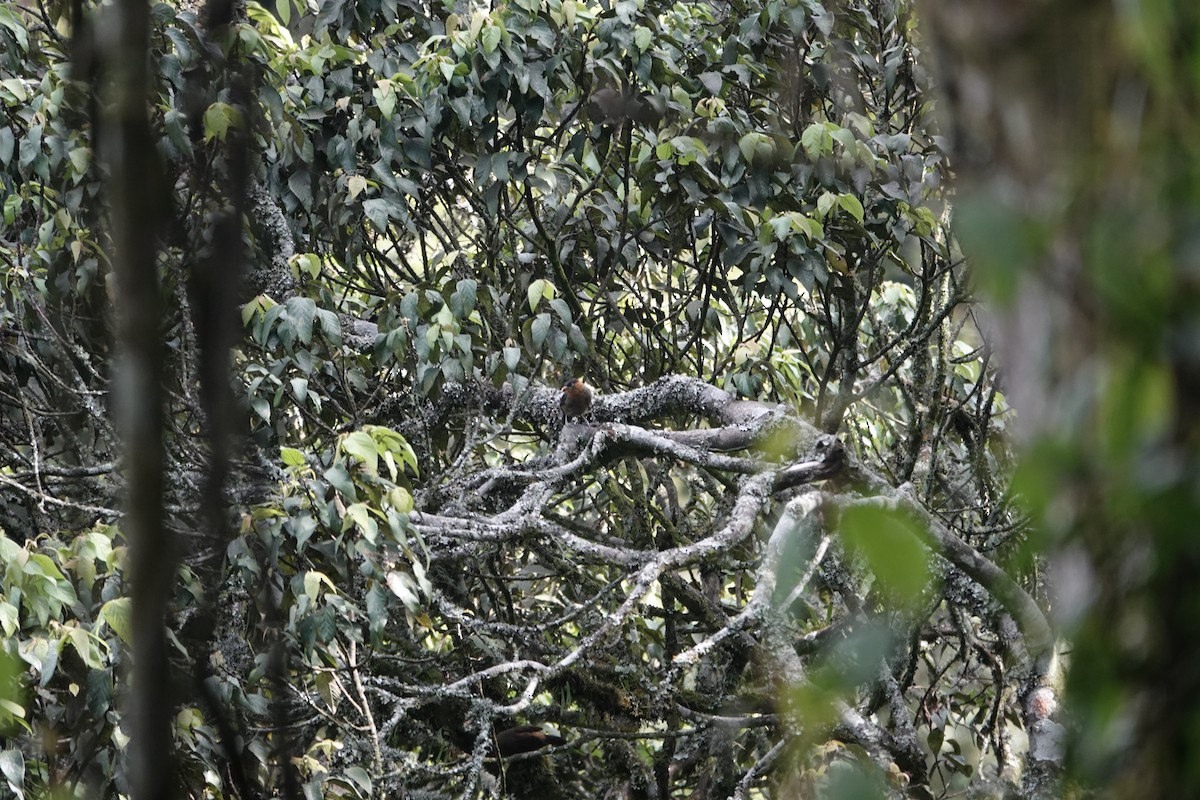 Red-collared Mountain-Babbler - ML646842932