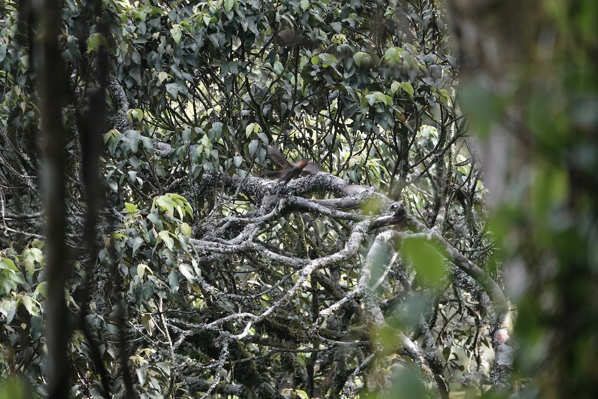 Red-collared Mountain-Babbler - ML646842933