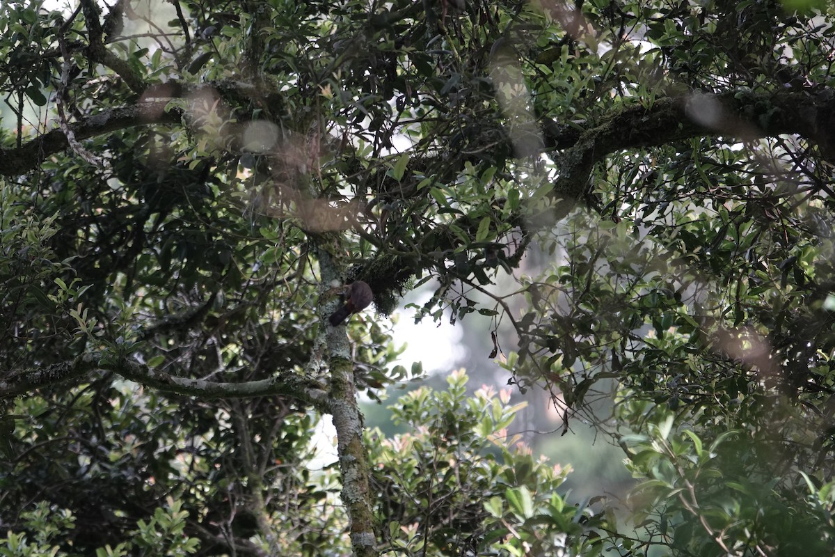 Red-collared Mountain-Babbler - ML646842934