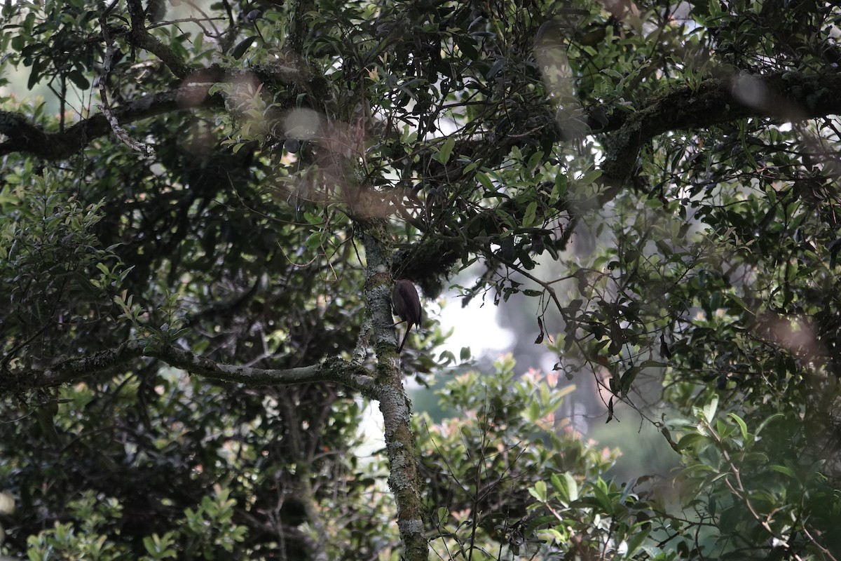 Red-collared Mountain-Babbler - ML646842935