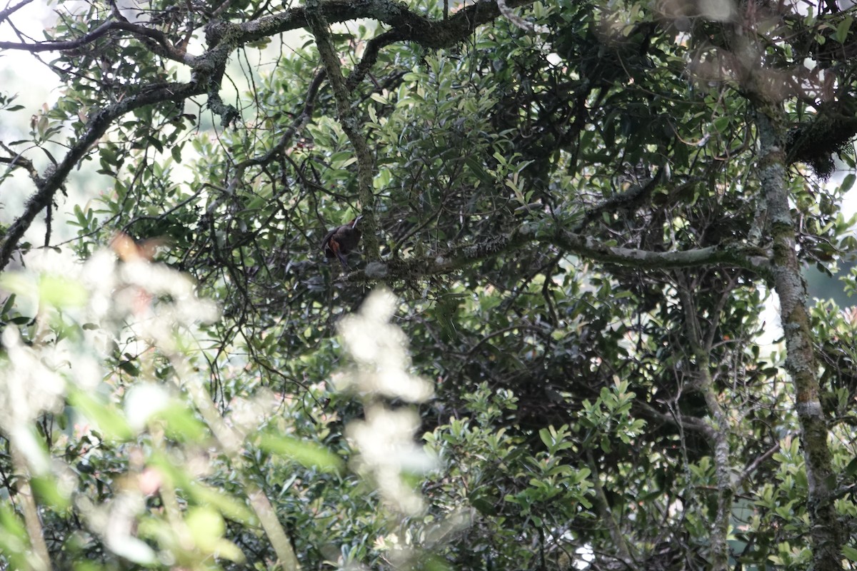 Red-collared Mountain-Babbler - ML646842936