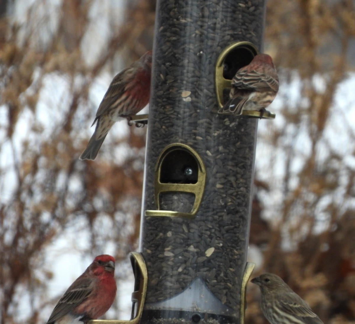 House Finch - ML646842937