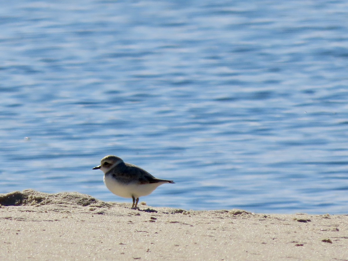Snowy Plover - ML646842938