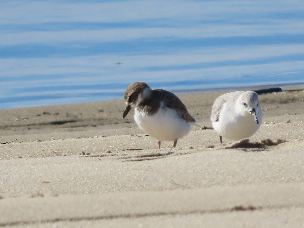 Sanderling - ML646842939