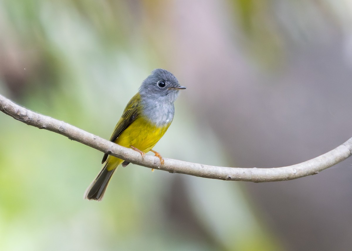 Gray-headed Canary-Flycatcher - ML646842940
