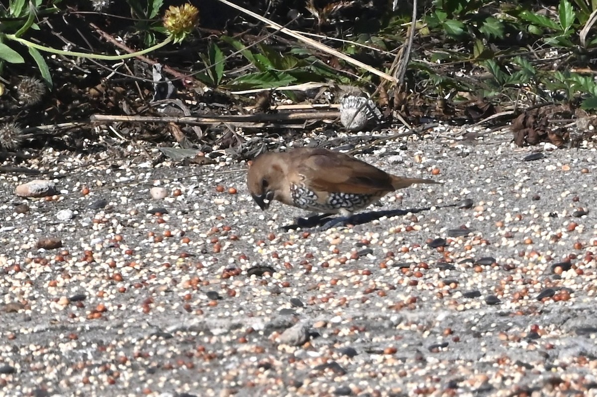 Scaly-breasted Munia - ML646842941
