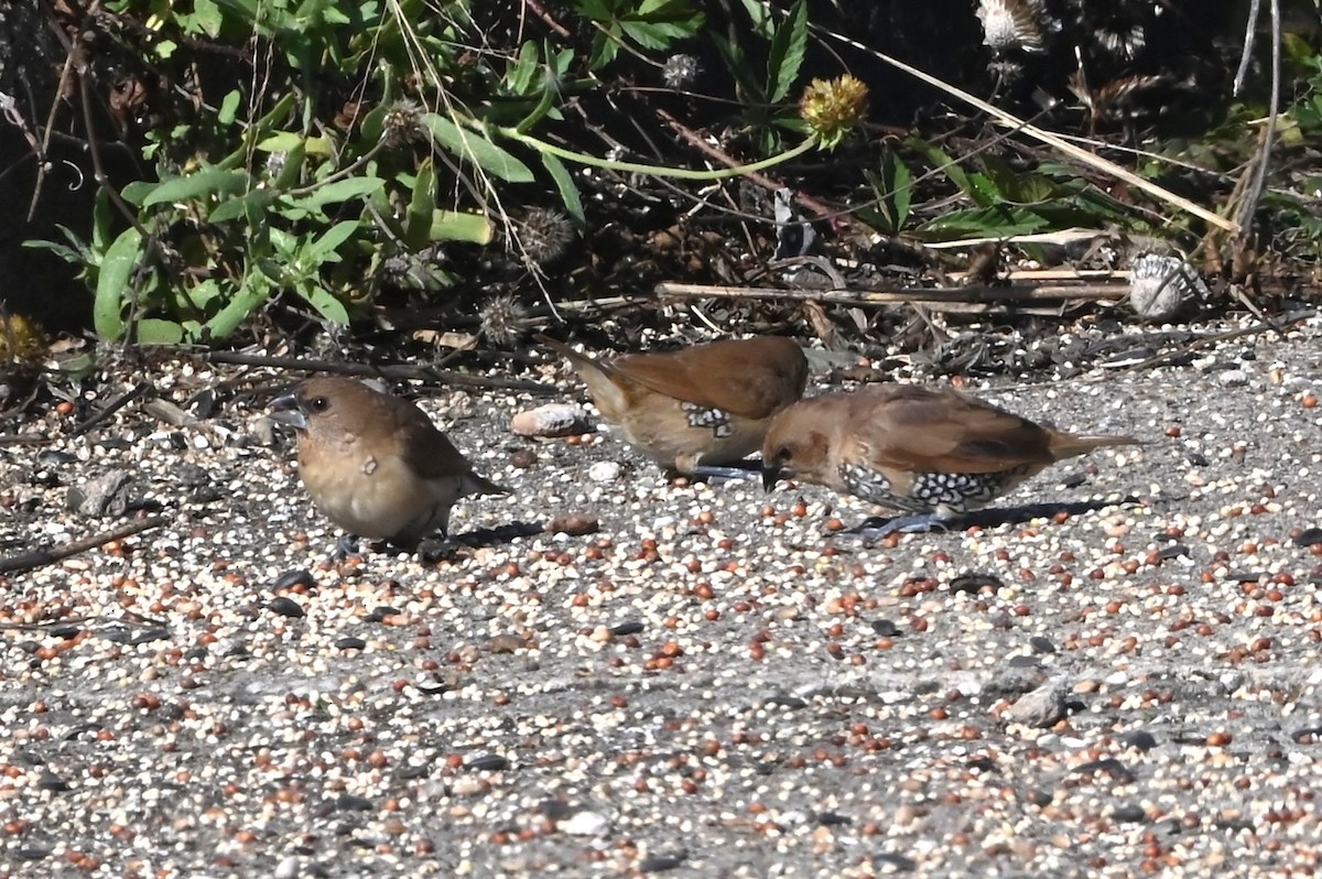 Scaly-breasted Munia - ML646842942