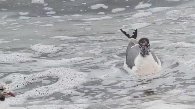 Franklin's Gull - ML646842944