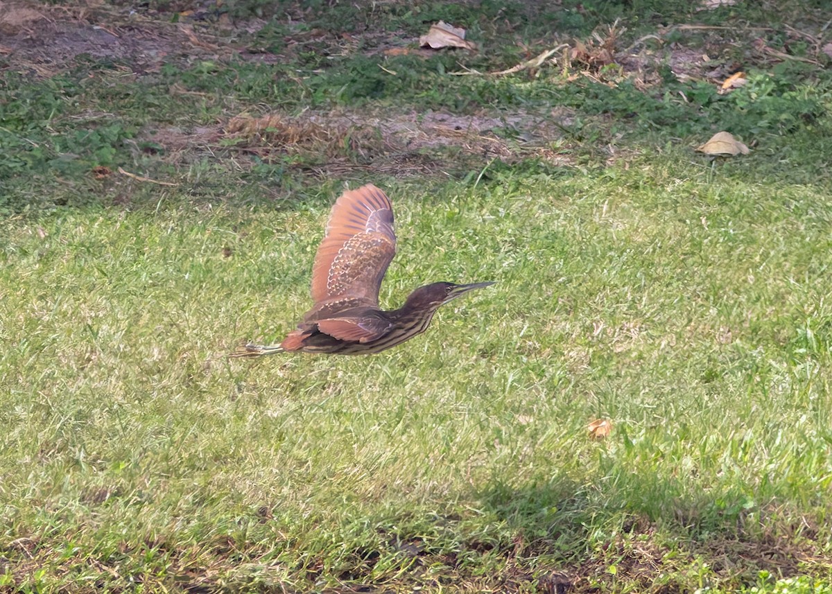Cinnamon Bittern - ML646842945