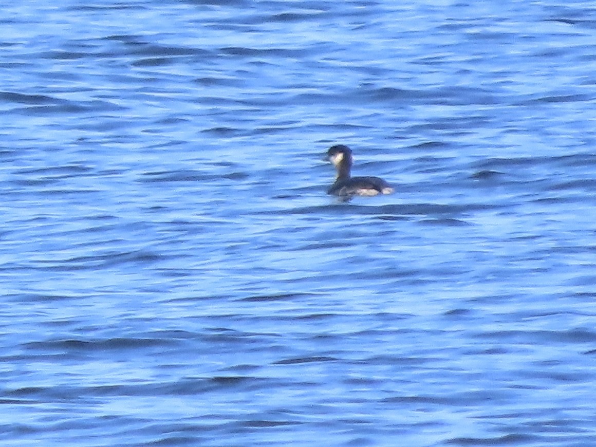 Horned Grebe - ML646842946