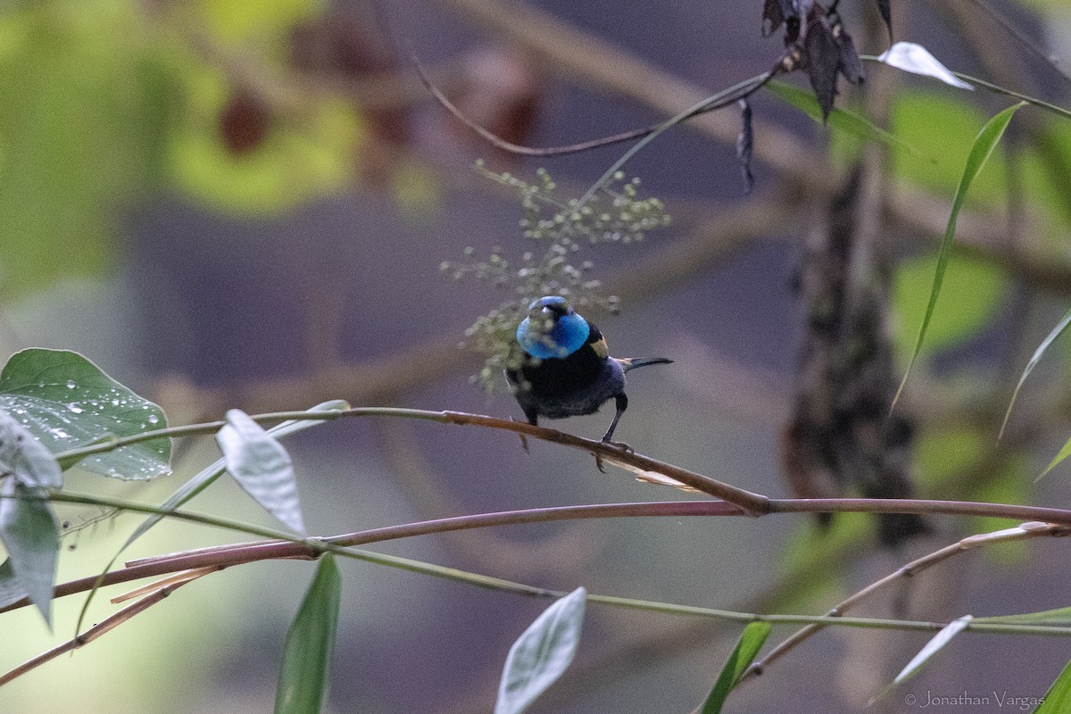 Tangara Cabeciazul - ML646842947