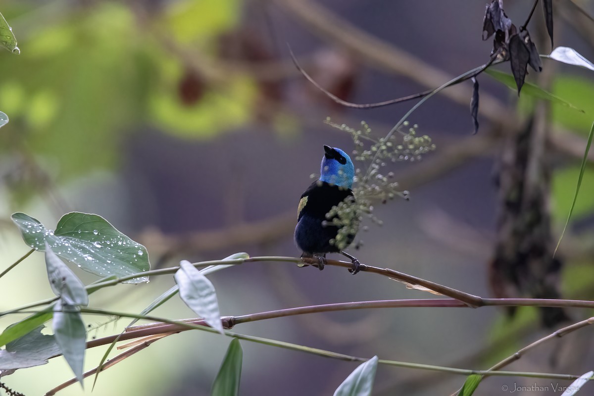 Tangara Cabeciazul - ML646842948