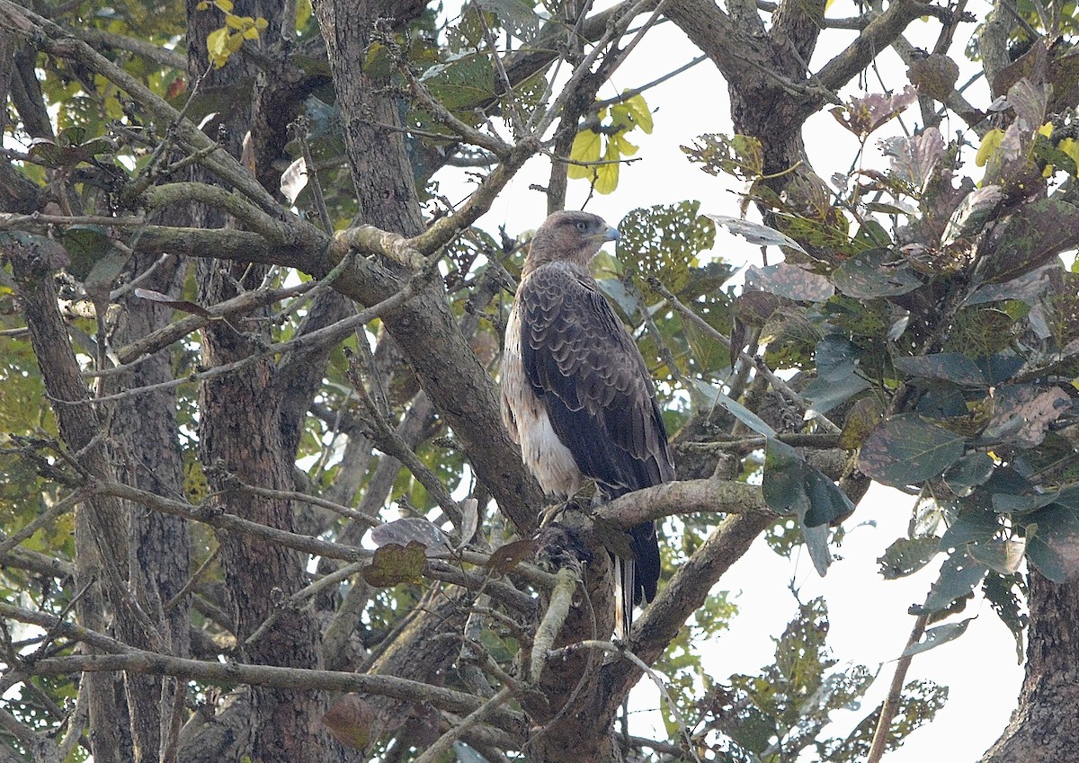 Tavşancıl - ML646842950