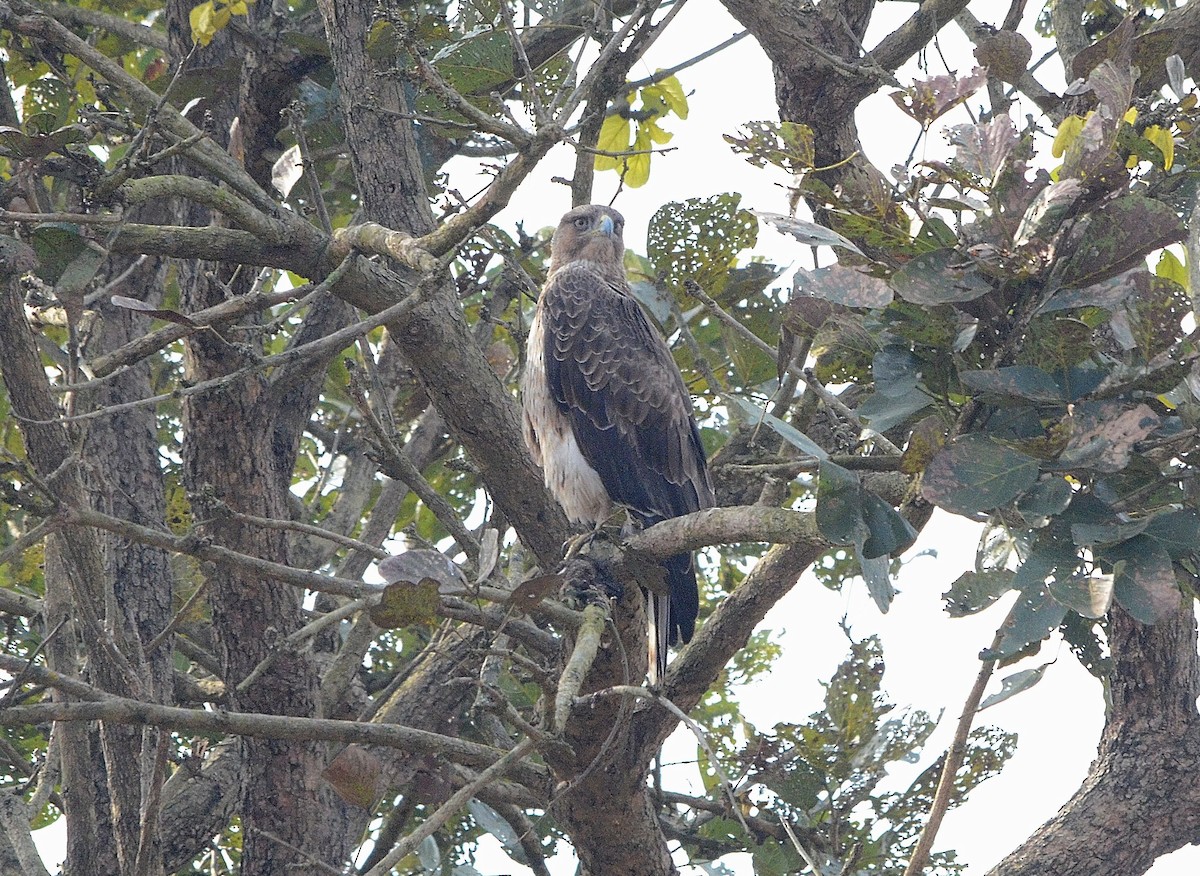 Tavşancıl - ML646842951