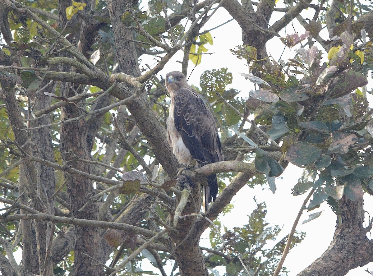 Tavşancıl - ML646842952