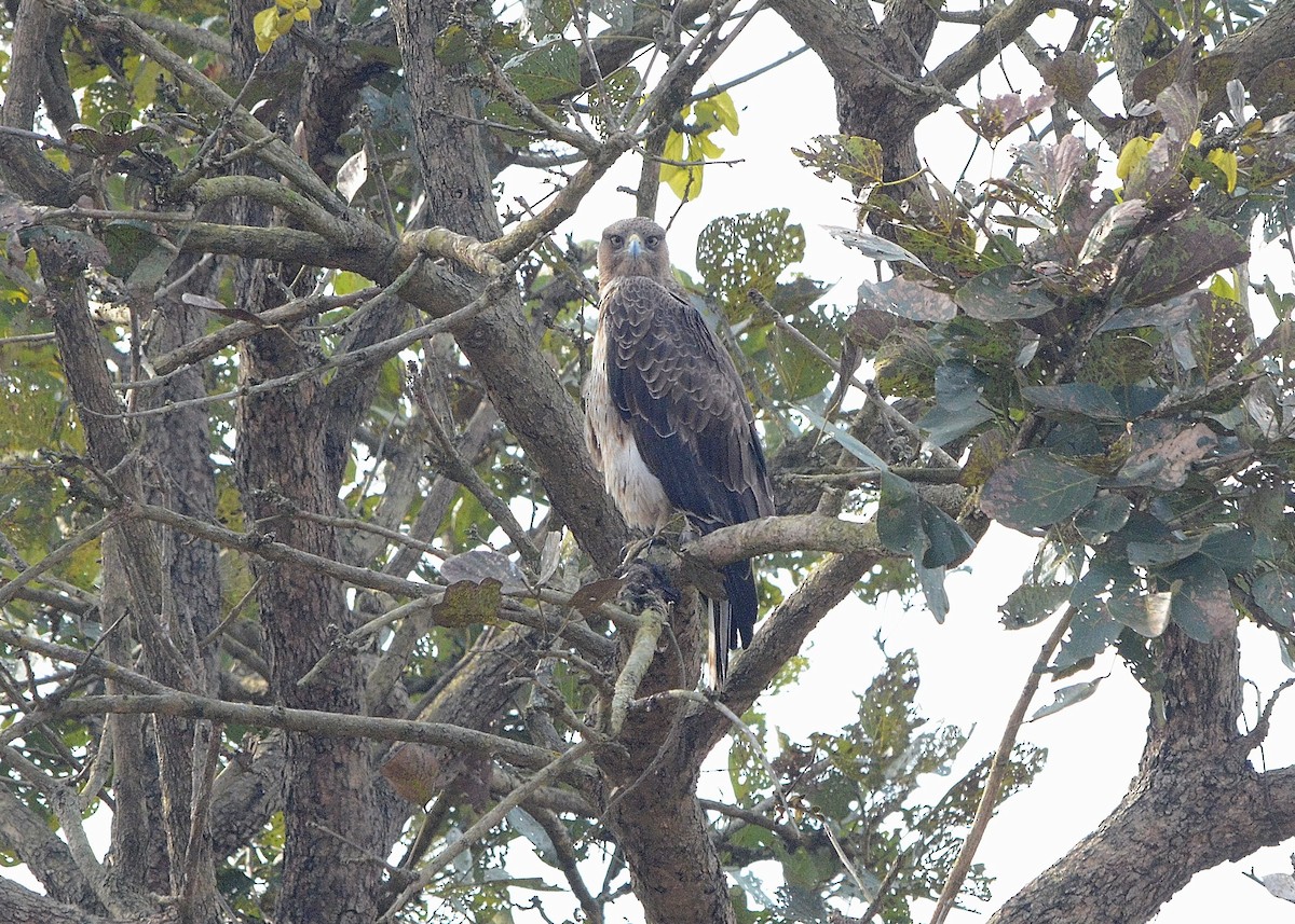 Tavşancıl - ML646842953