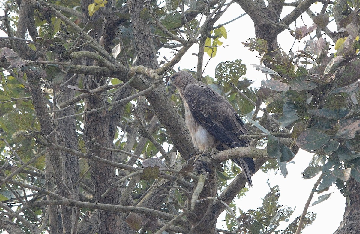 Tavşancıl - ML646842954