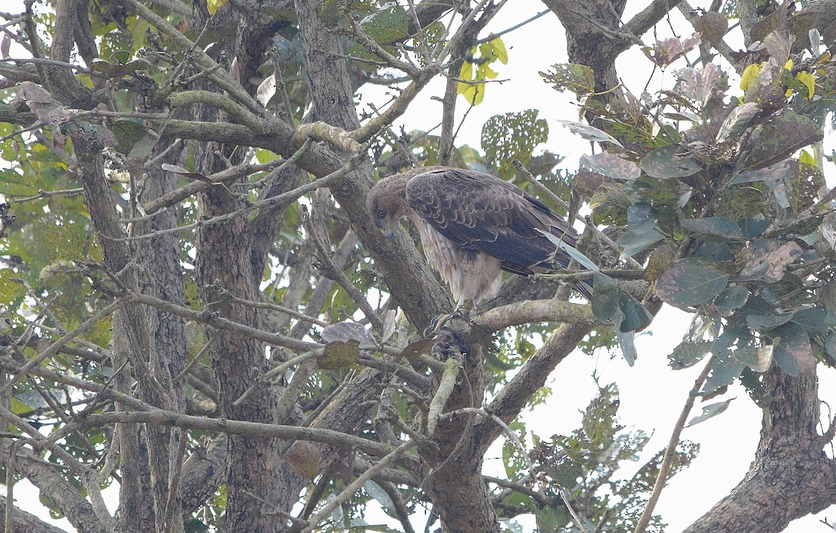 Tavşancıl - ML646842955