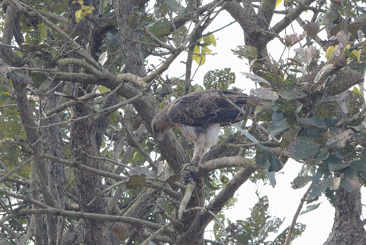 Tavşancıl - ML646842956