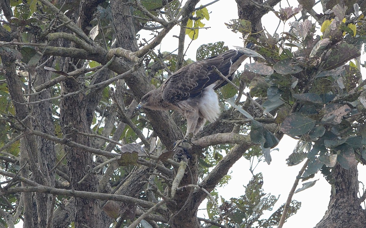 Tavşancıl - ML646842957