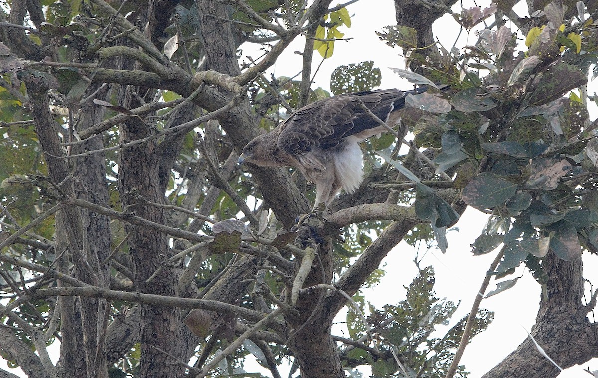 Tavşancıl - ML646842958