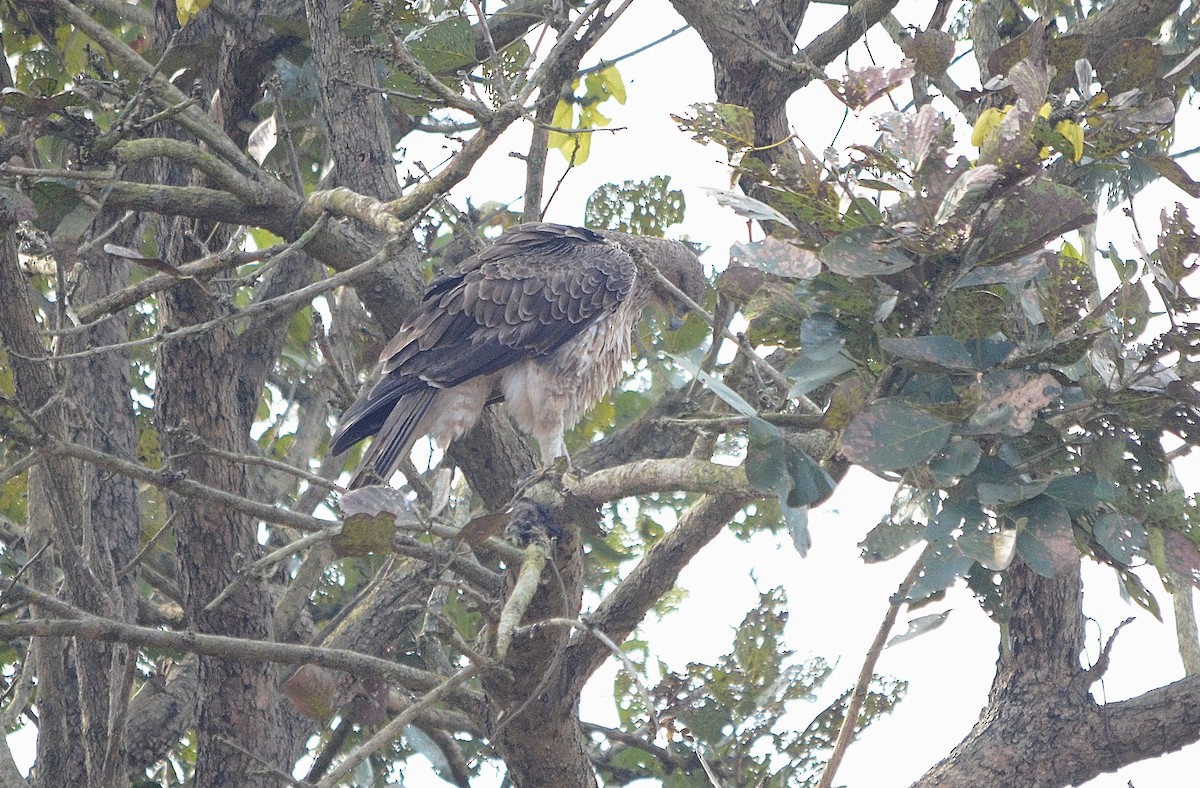 Tavşancıl - ML646842959