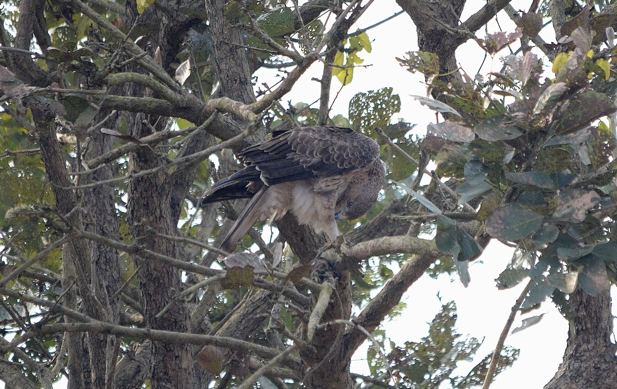 Tavşancıl - ML646842960