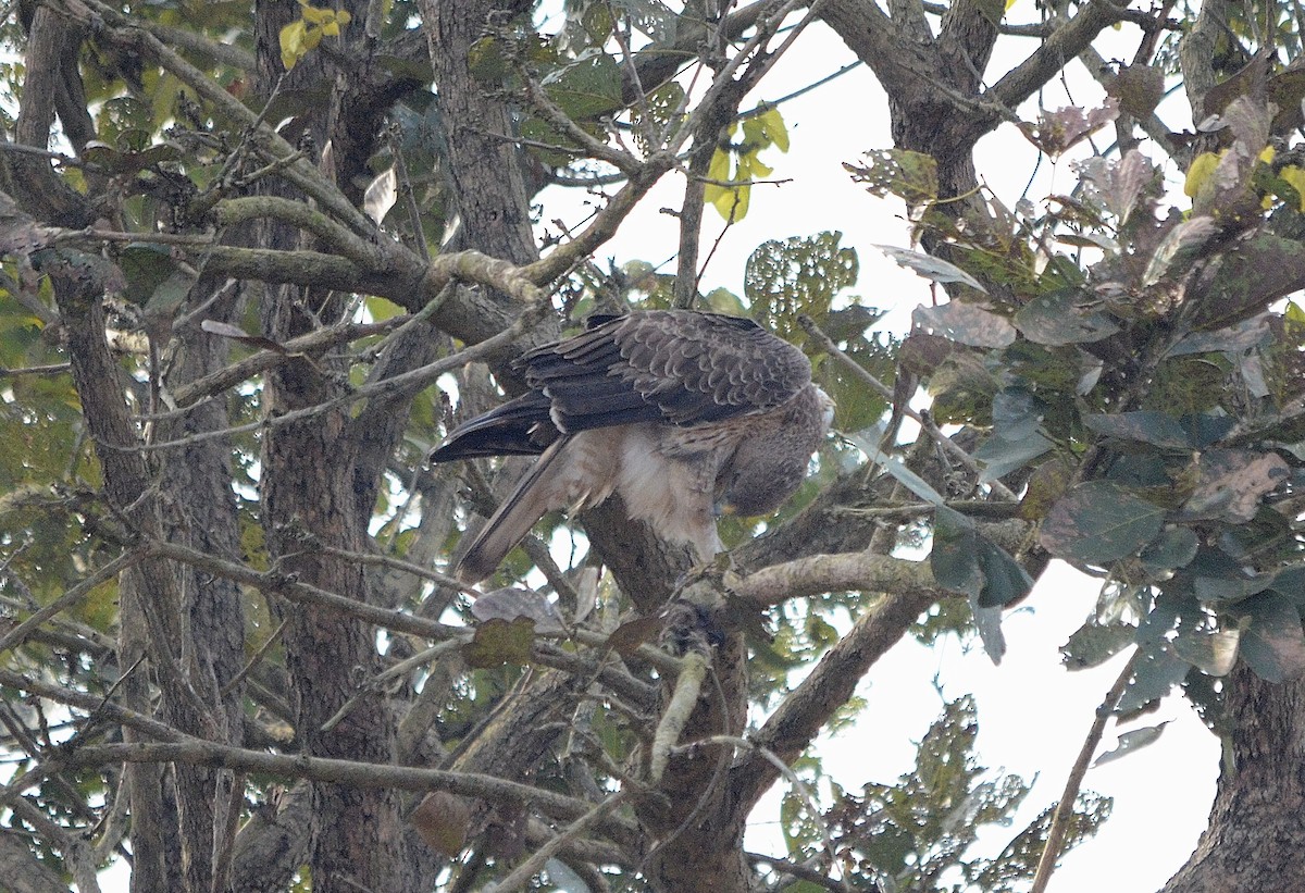 Tavşancıl - ML646842961