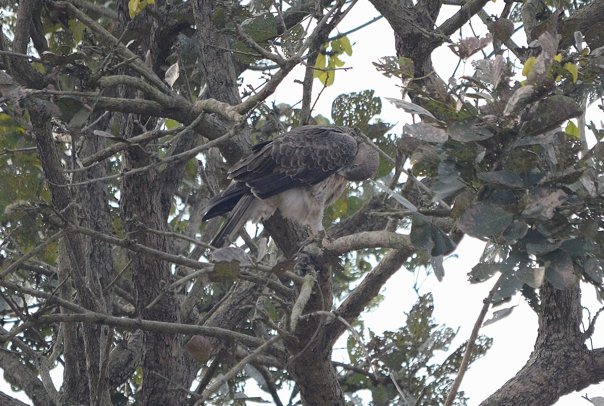 Tavşancıl - ML646842962