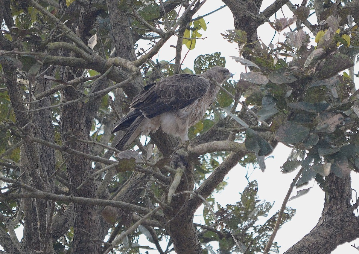 Tavşancıl - ML646842963