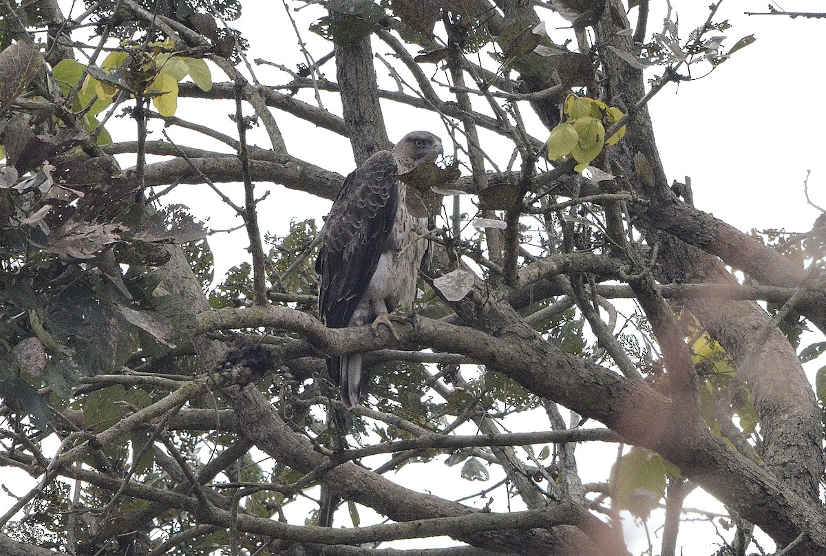 Tavşancıl - ML646842964