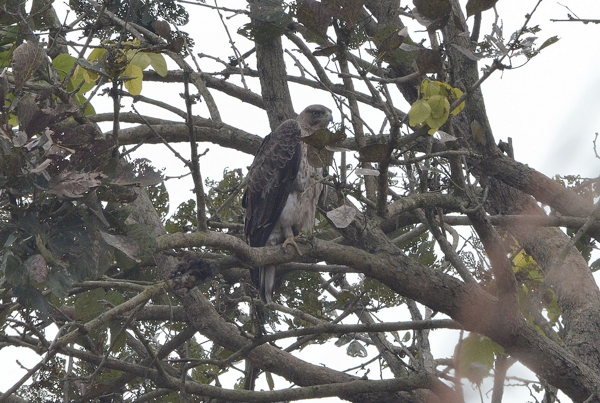 Tavşancıl - ML646842965