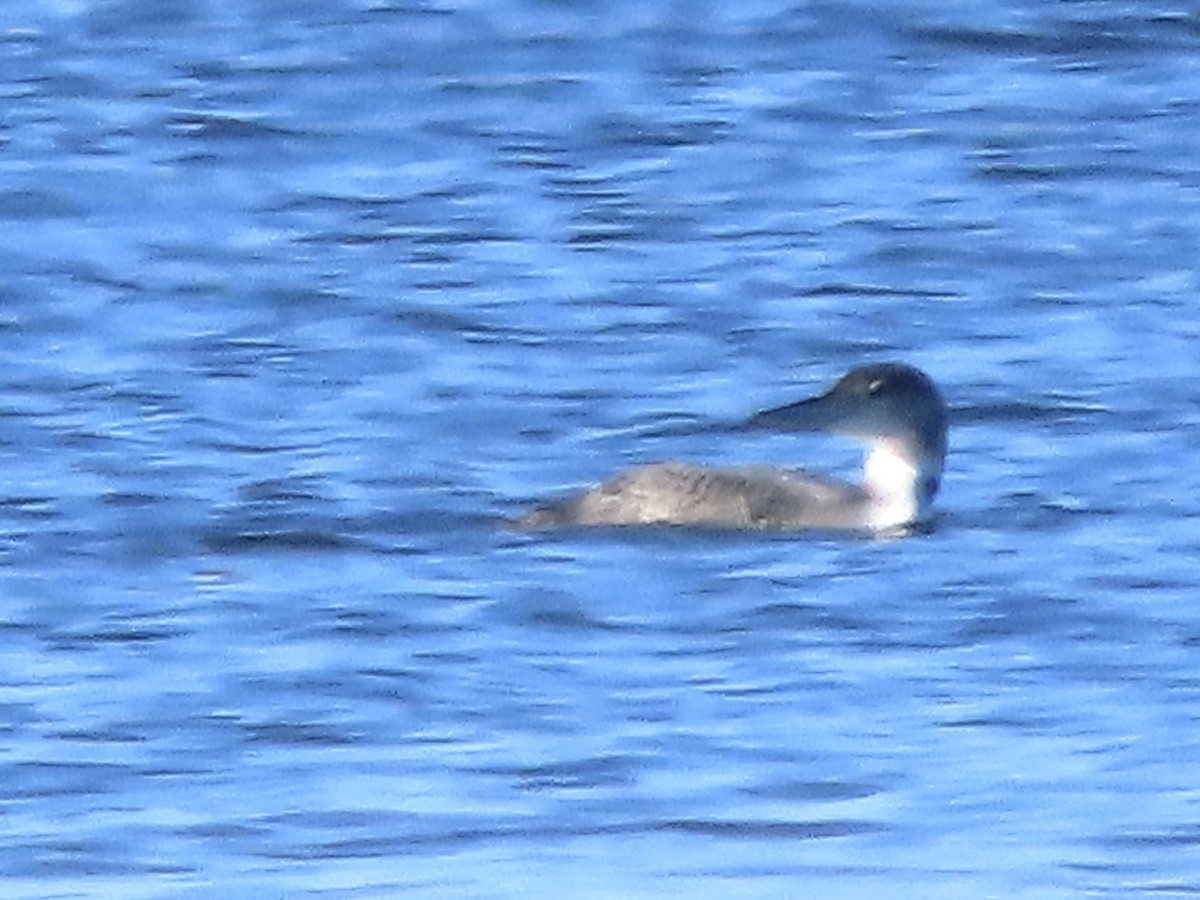 Common Loon - ML646842966