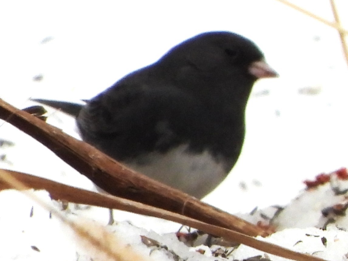 יונקו כהה-עין - ML646842967