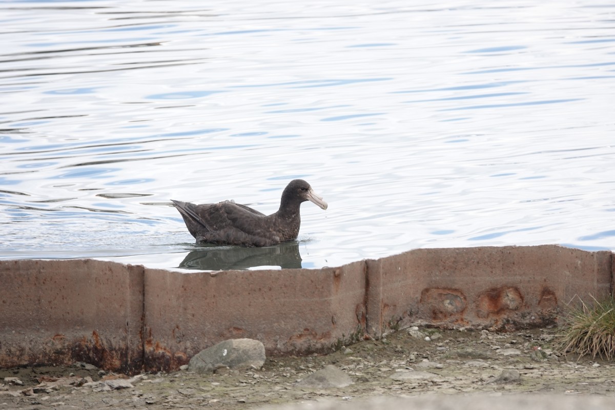 סערון-ענק דרומי - ML646842970