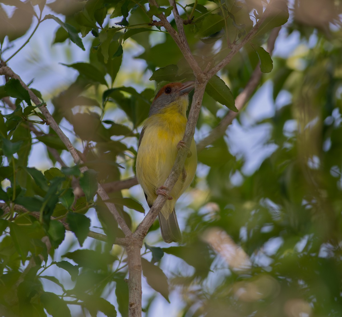Віреон рудобровий - ML646842971