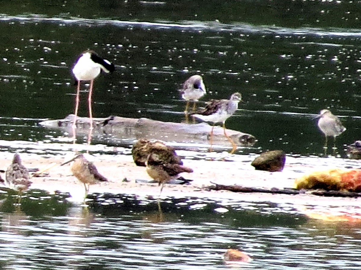 Black-necked Stilt - ML646842977