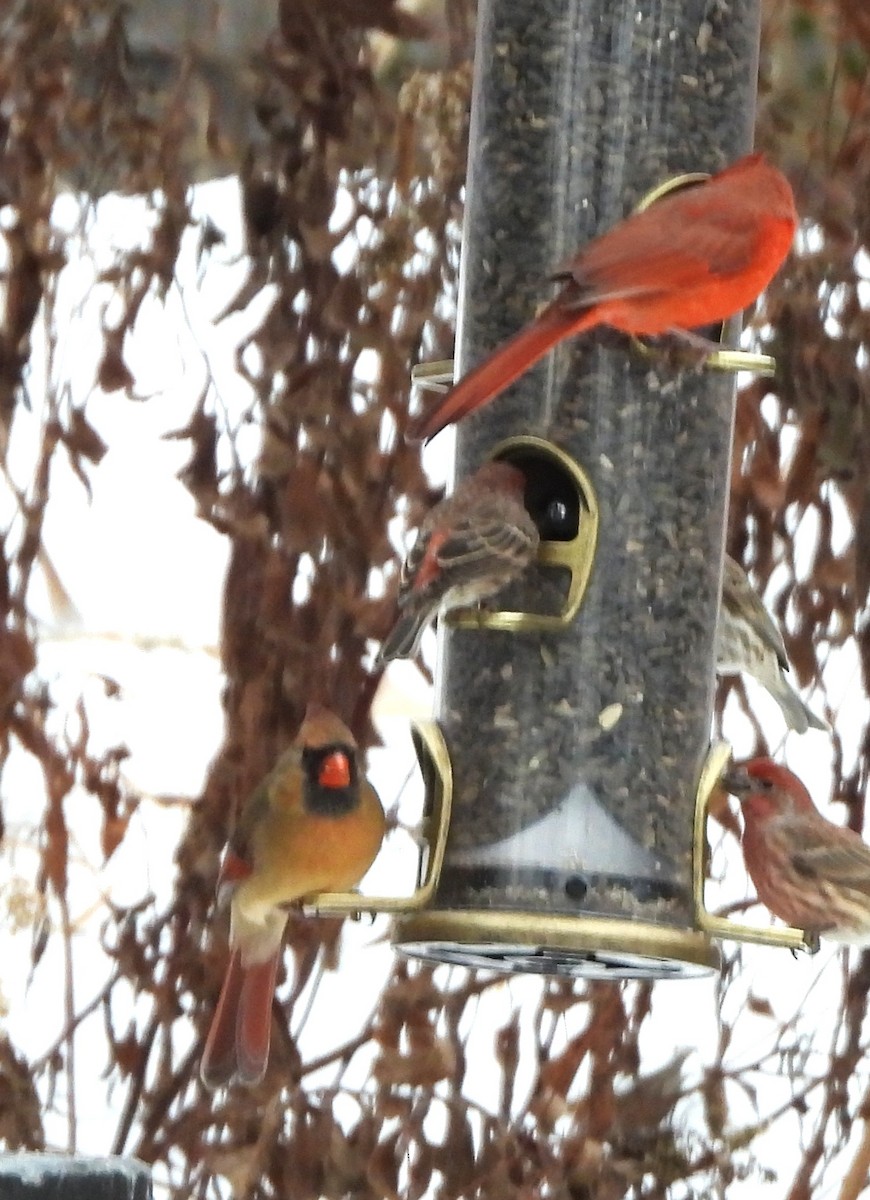 House Finch - ML646842978