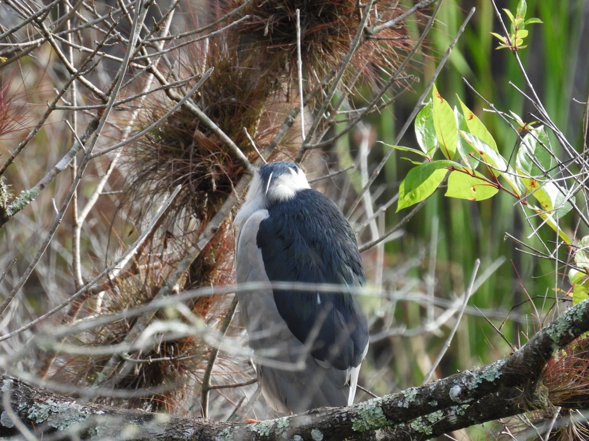 Black-crowned Night Heron - ML646842980