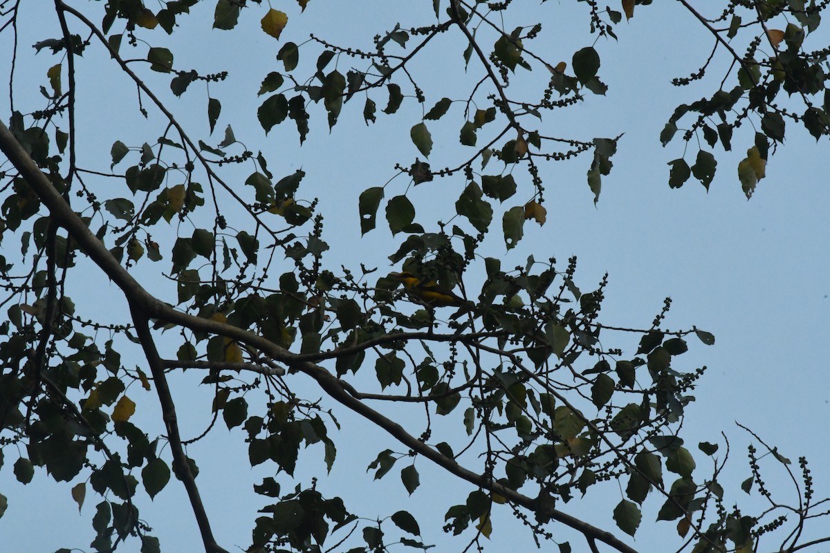 Black-naped Oriole - ML646842981