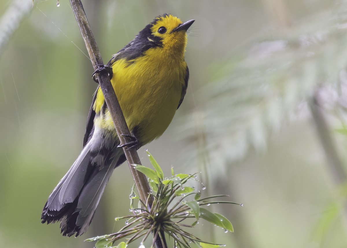 Белолицая канделита - ML646842982