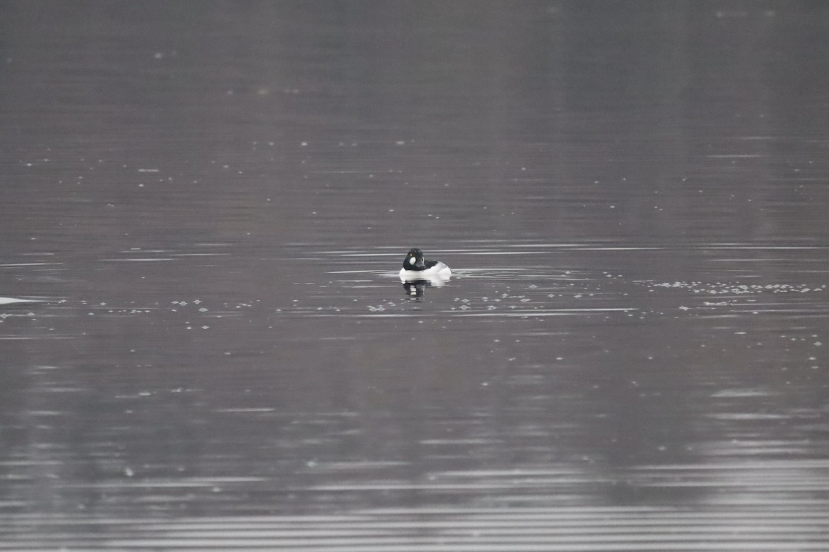 Porrón Osculado - ML646842983