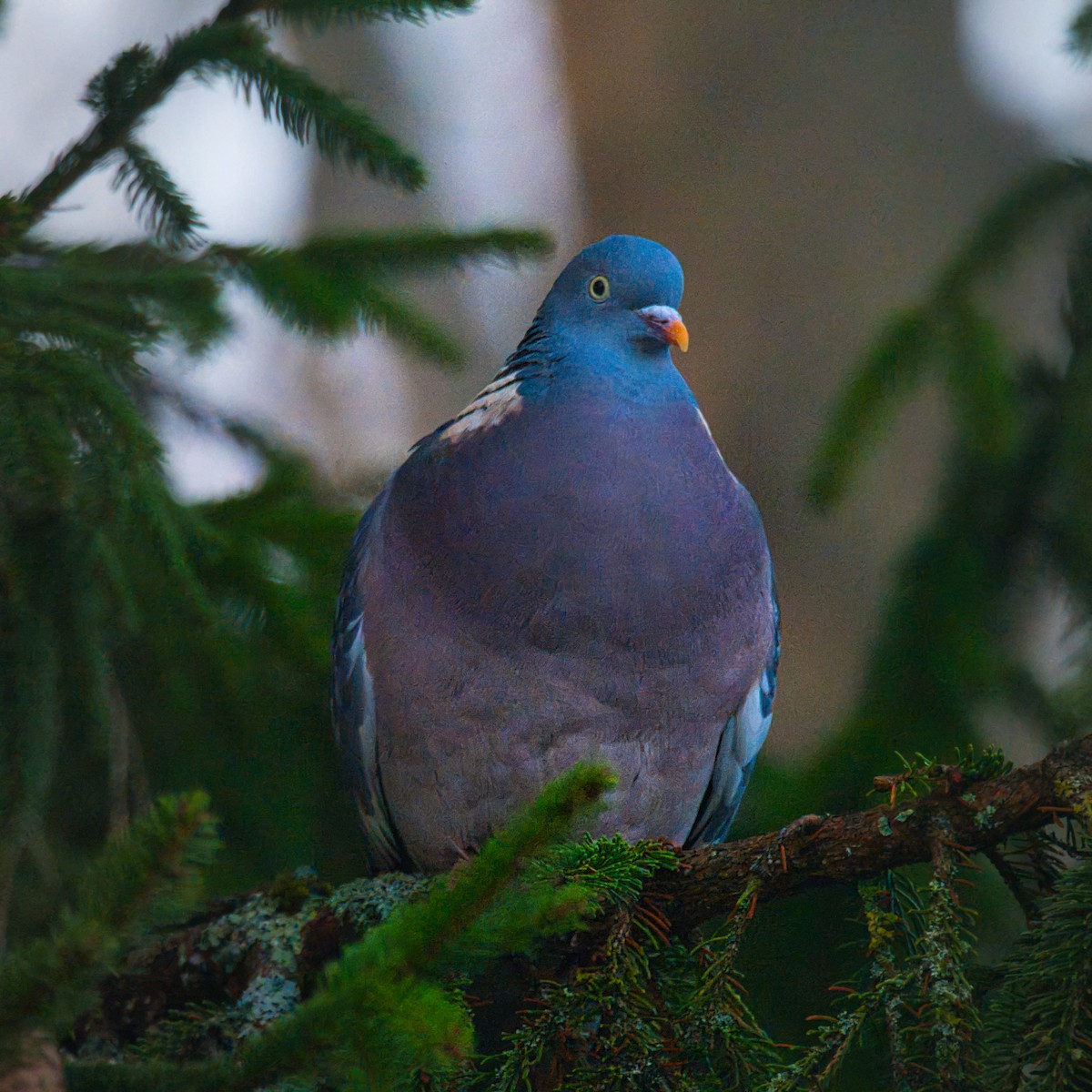 Common Wood-Pigeon - ML646842984